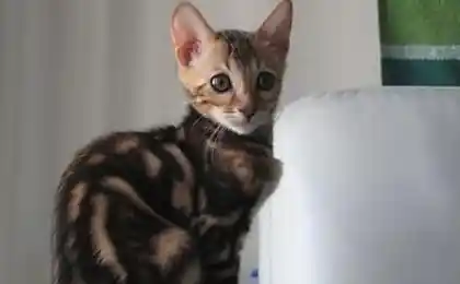 Хитрый котёнок (10 фото)