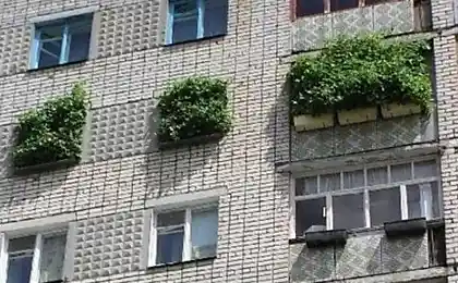 Дачник - это диагноз ...)))