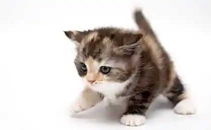 котята:)