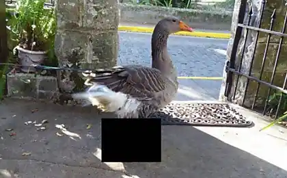 Very trendy goose