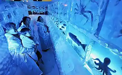 Замороженный аквариум Kori no Suizokukan (5 фотографий)
