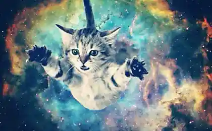 Космо-котэ (space cat)