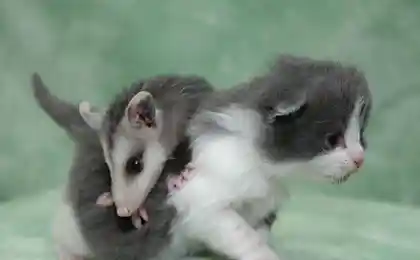 Кошки-мышки