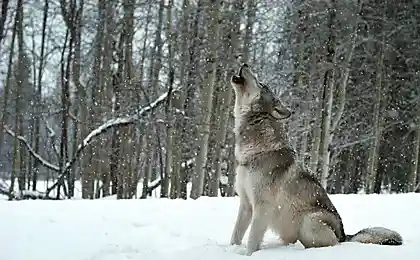 Шесть лет жизни с волками («Animals-Fact»)