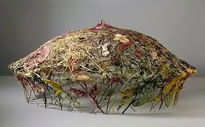 Сухі квіти з Ignacio Canales Aracil