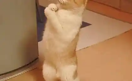 Это не я! Честно.. честно!!!...