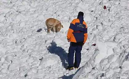 Аваланч. Вибачте мене.