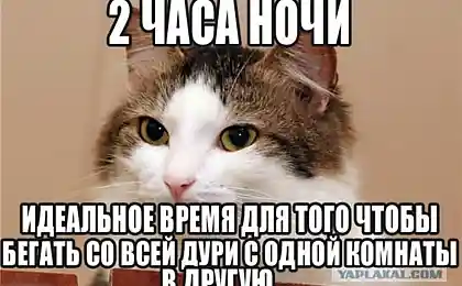 JavaScript licenses API Веб-сайт Go1.13.8