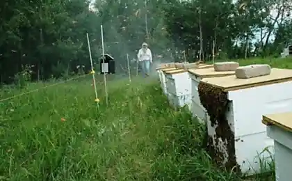 Необычная пасека (6 фото)