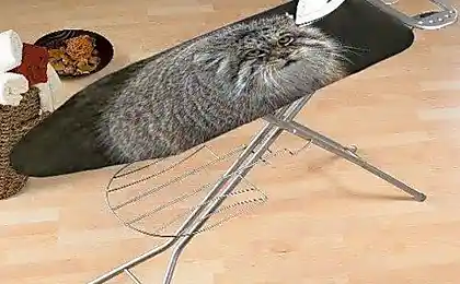Гладь котика... постоянно!