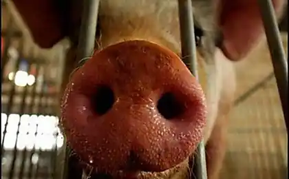 Pig races and just faces