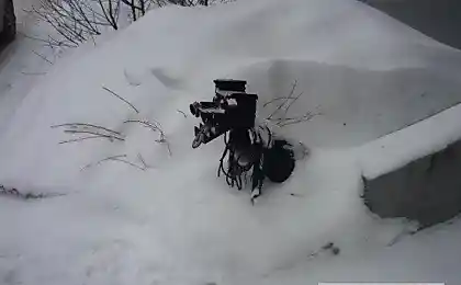 Креативная пёсомусорка