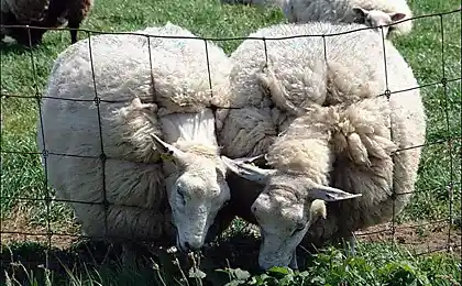 Ці смішні тварини. . й