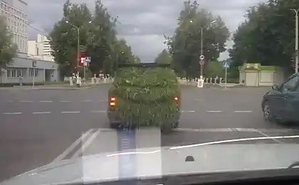 Сено для нашей коровки...
