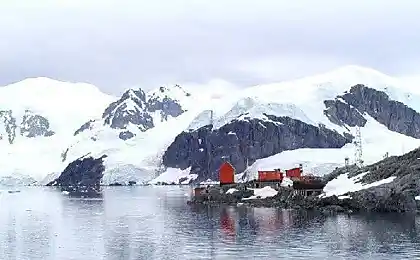Черепашки, Антарктида
