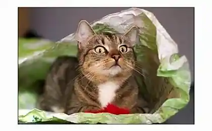 Коты зажигают