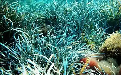 Водоросли Posidonia oceanica помогут спасти экосистему