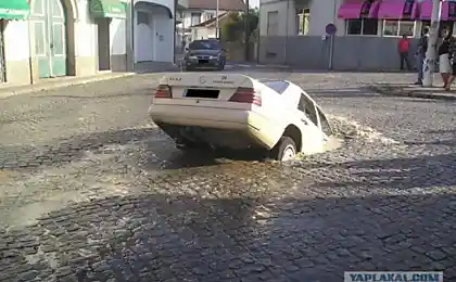 Недосвідчена норка?