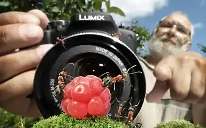 Formic history Andrey Pavlov: 25 amazing macro photography