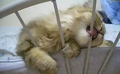 Выпустите его кто-нибудь!
