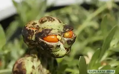 Пришельцы уже здесь!
