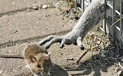 Руки коротки!
