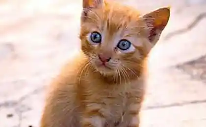 Котики