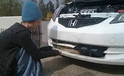 Живучий койот