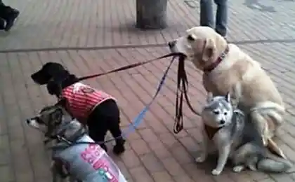 Самый ответственный пес ...)))