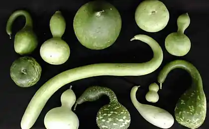 Cómo cultivar лагенарию