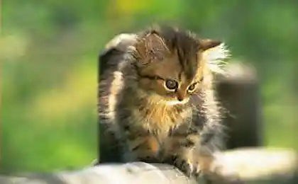 Любителям котят