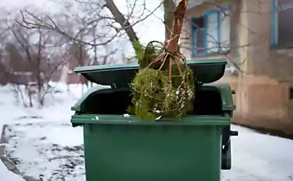 Почему не следует выбрасывать елку после новогодних праздников