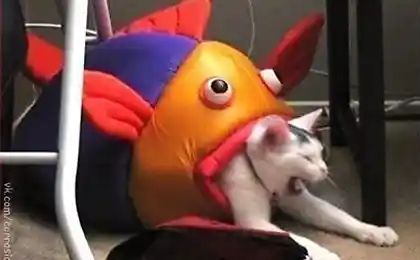 Не сдавайся Котэ .....)))