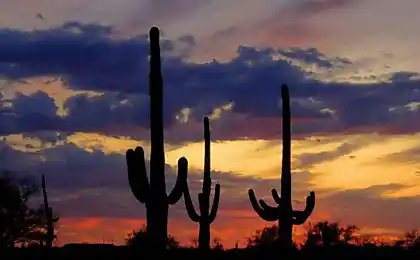 Гігантський Saguaro cacti