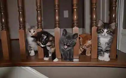 Котоняши