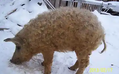 Сибирская кудрявая