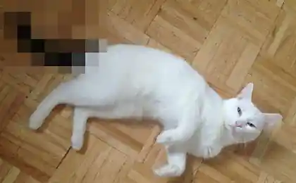Симпатичная кошка, потрясающие глаза и хороший...