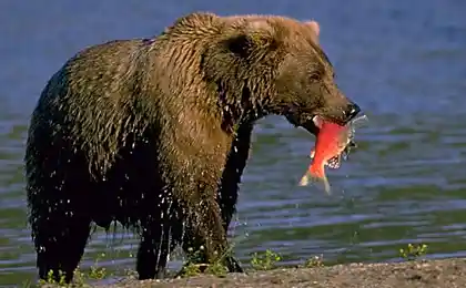 Lo que sucede con el cuerpo de un oso en el momento de la hibernación? Comentario de un especialista