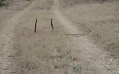 Брачный танец
