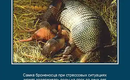 Не очень известные факты о природе (25 фото)