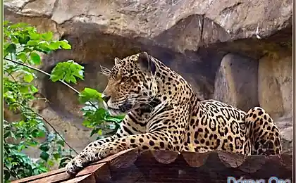 Кошечки