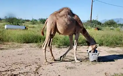 Camel граючи з відро (19 фото)