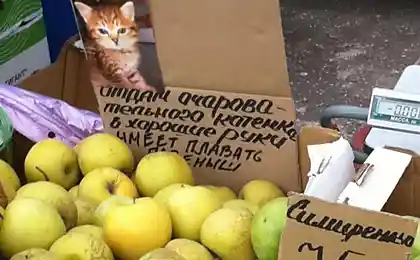 Суровый котейка