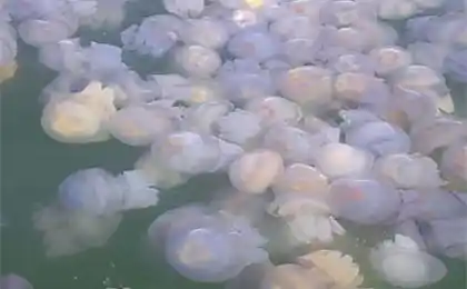 Любовне море?