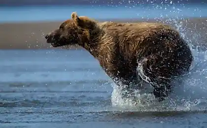 Водобегающее