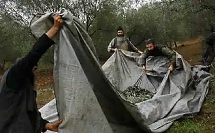 Athos - це місце, де люди не отримують раку. Секрети Monks Long-lived ...