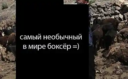 Самый необычный боксер