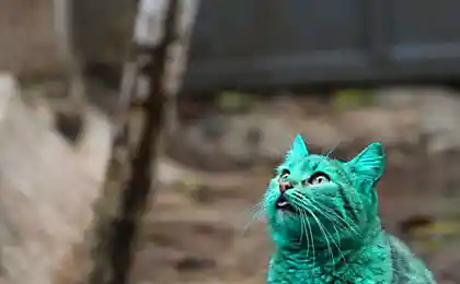Это Не Фотошоп – Это Настоящяя Зеленая Кошка!