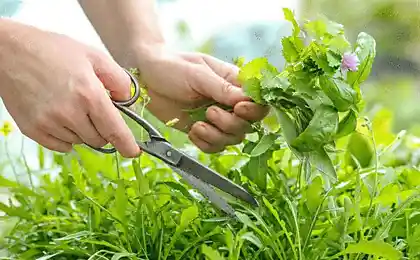 Como arreglar medicinal huerta en la casa de campo
