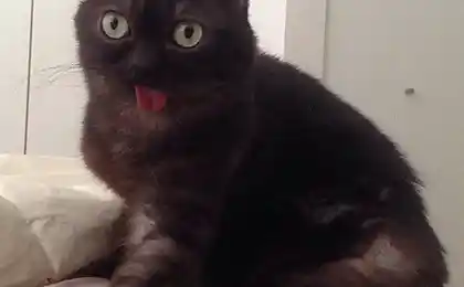 猫与他的舌头挂出